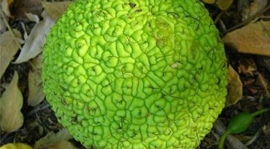 barizeak tratatzeko infusioen errezetak