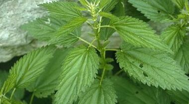 belar decoctions barizeak tratatzeko