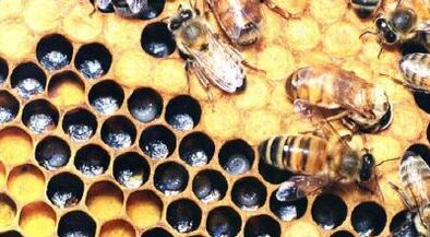 erleen produktuekin barizeak tratatzea